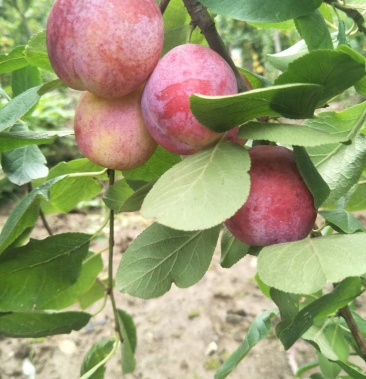 嫁接西梅皇后苗,产地直发,包品种,大量现货,大小规格都有