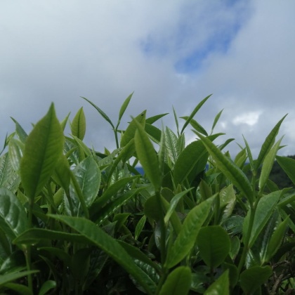 山东甜茶叶产地货源批发价格行情