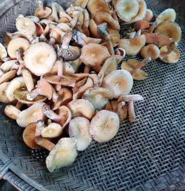 [野生菌批发]野生黄松菌 味道鲜美价格25.00元/斤 - 一亩田