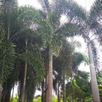 福建精品狐尾椰子报价漳州狐尾椰子种植基地苗农直销批发