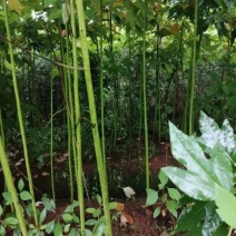 搽木小苗，搽木是樟科