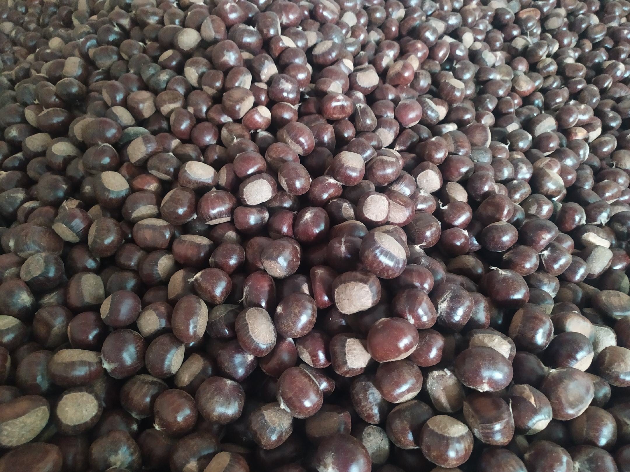 新鲜采摘的油栗果实堆放在竹筐中,剥开后露出金黄色的饱满栗仁,背景为山地种植园环境,阳光洒落,突出天然生态感 栗仁油原料展示图