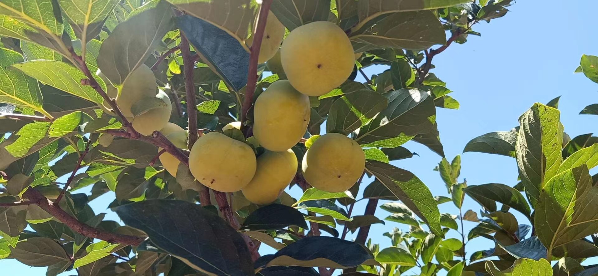 一棵成熟的柿子树,枝头挂满深绿色、椭圆形边缘略带锯齿的柿子叶,阳光透过叶片呈现出清晰的叶脉纹理,背景为自然田园风光 柿子树上新鲜绿叶特写