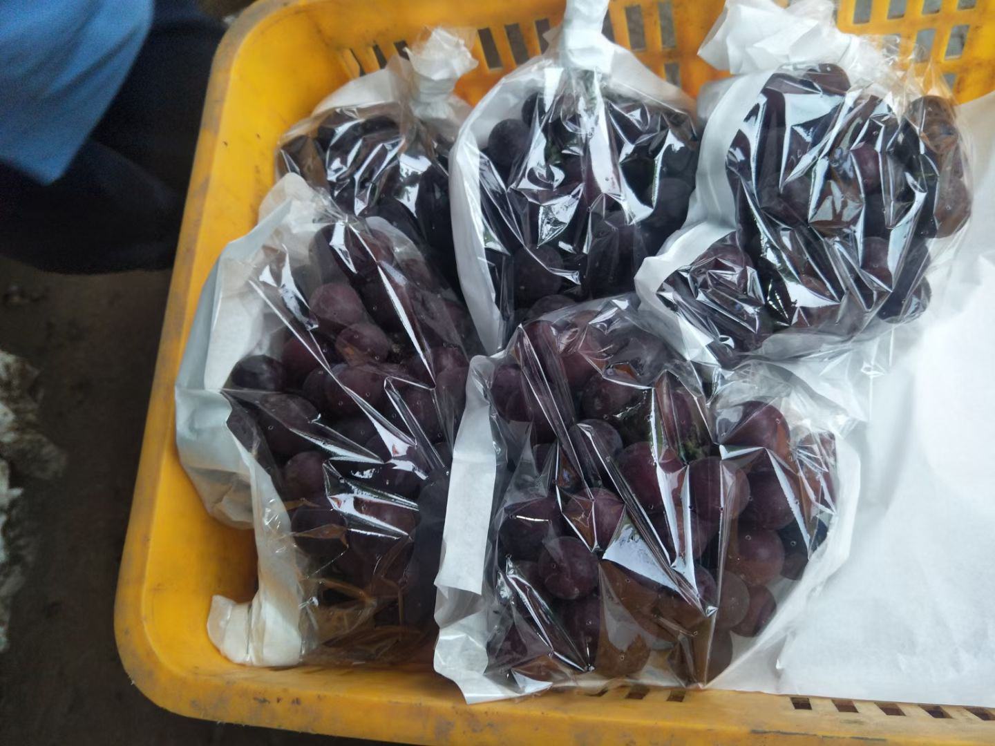 一位年轻女性在超市水果区用手机扫描户太八号葡萄包装上的二维码,屏幕上显示详细的产地信息、检测报告和生长周期图片,背景为整洁明亮的货架环境 消费者扫码溯源场景