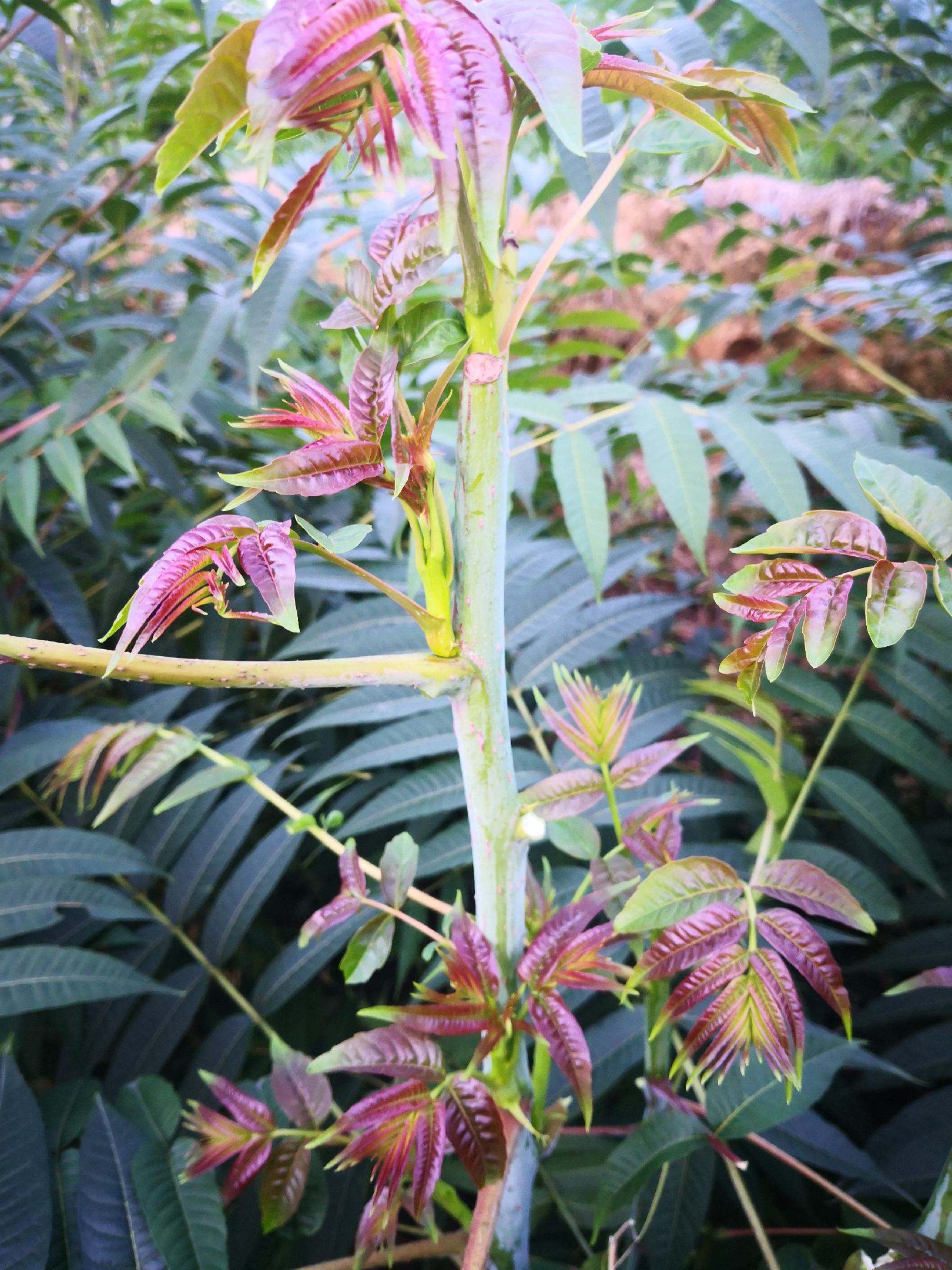 [香椿芽批发]四季红香椿芽鲜嫩脆爽椿香浓郁,每年9月初至12月底有货
