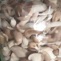 秀珍菇济南专供食堂餐厅酒店超市特色食材
