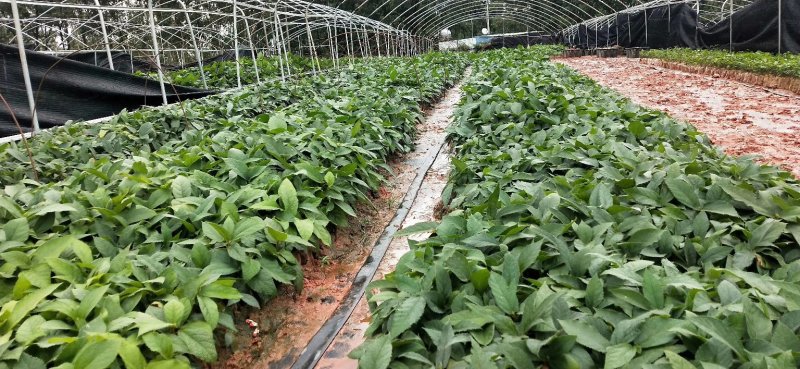 五指毛桃的种植技术
