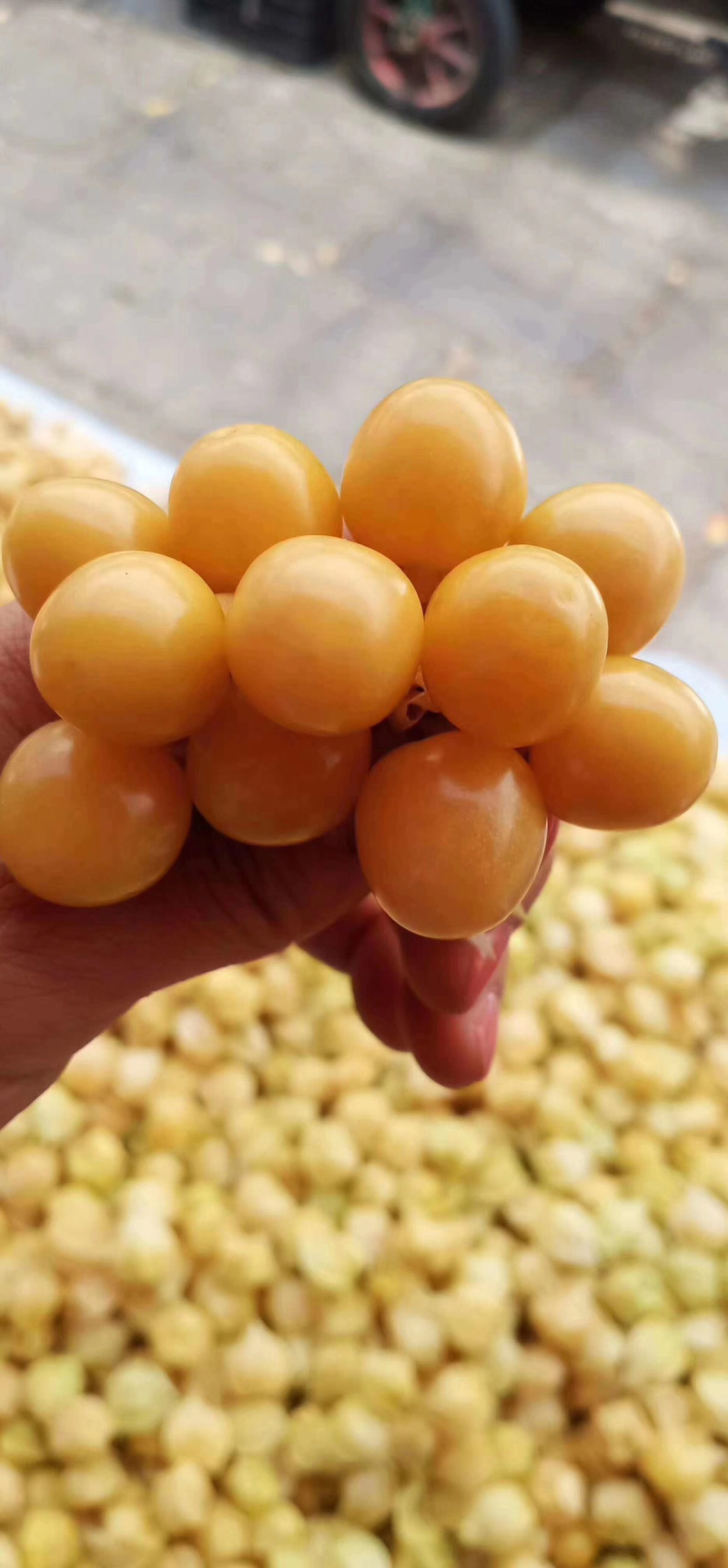 黑龙江哈尔滨南岗区灯笼果 4.00元/斤灯笼果