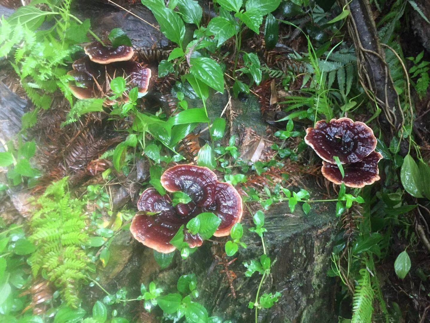 竹林中生长的灵芝特写