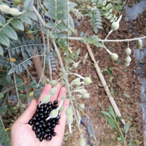 山豆根种子颗颗饱满发芽率高