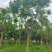 栾树黄山栾树移栽原生袋苗均有自家苗圃基地