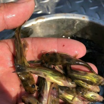 黄腊丁（黄骨鱼，花骨鱼，黄颡鱼）优良品种，放心购买