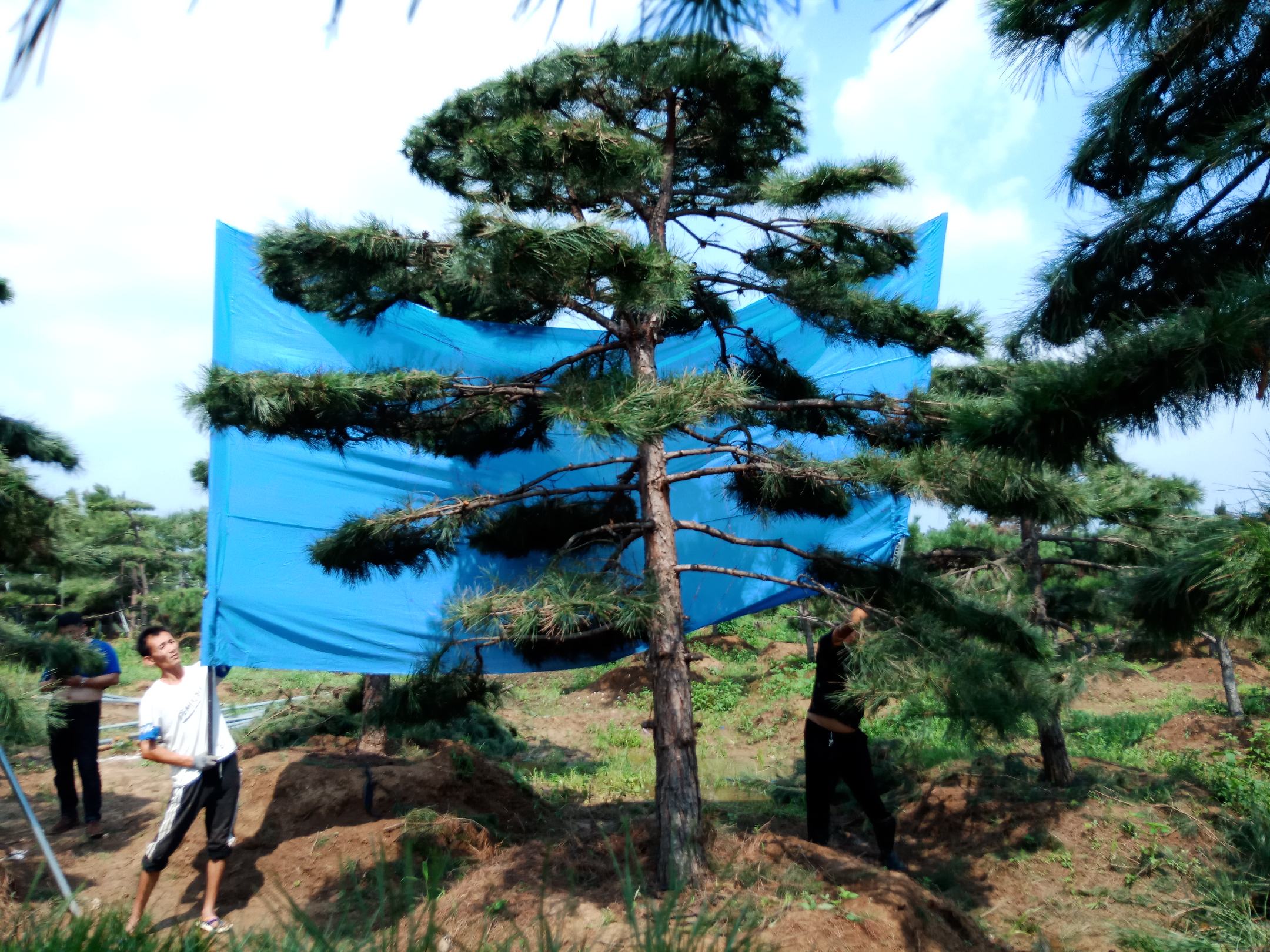 油松修剪管理示意图