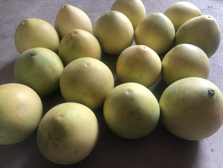 沙田柚果蒂状态对比图