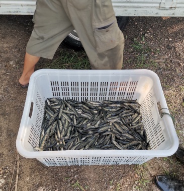 山东微山湖黑鱼苗火头鱼苗乌鱼苗供应