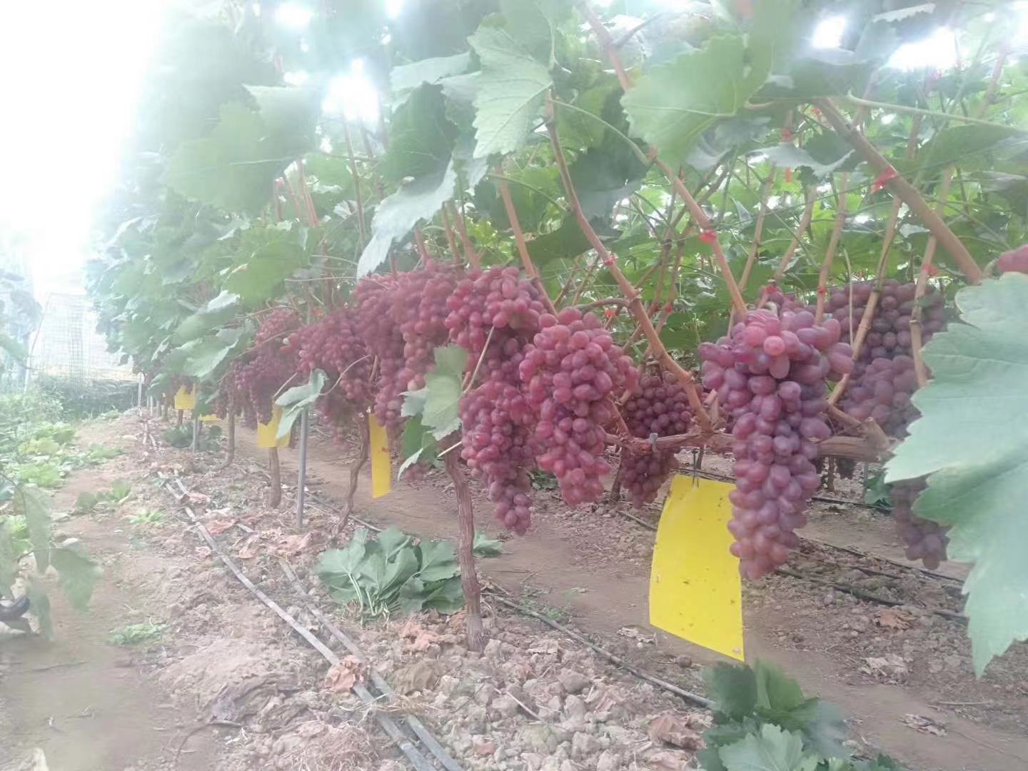 秋季克伦生葡萄园,葡萄藤枝叶茂盛,部分叶片开始泛黄,整齐的葡萄架排列有序,地面覆盖秸秆,远处有农户在田间作业,天空晴朗 克伦生葡萄秋季果园全景