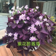紫叶酢浆草，基地直销，常年销售各种绿化苗木