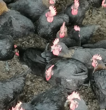 天露鸡 出售大母鸡公鸡