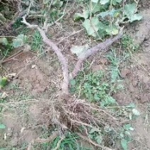 葡萄树，山东聊城冠县占地果树基地，