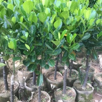 靠接美植袋菠萝蜜，实生苗菠萝蜜种苗