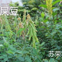 批发猪屎豆种子太阳麻种子椭圆叶猪屎豆三圆叶猪屎豆