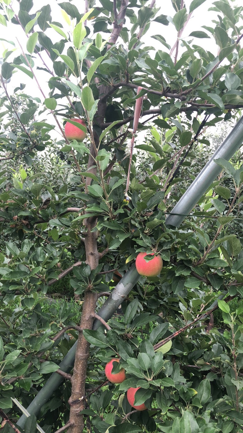 金都红苹果图片图片