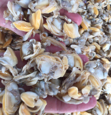 花甲螺肉绝无任何添加剂