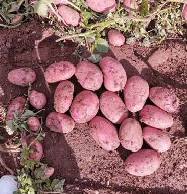 [红皮土豆批发]川引二号土豆 雪川红红皮 土豆 产量大价格0.