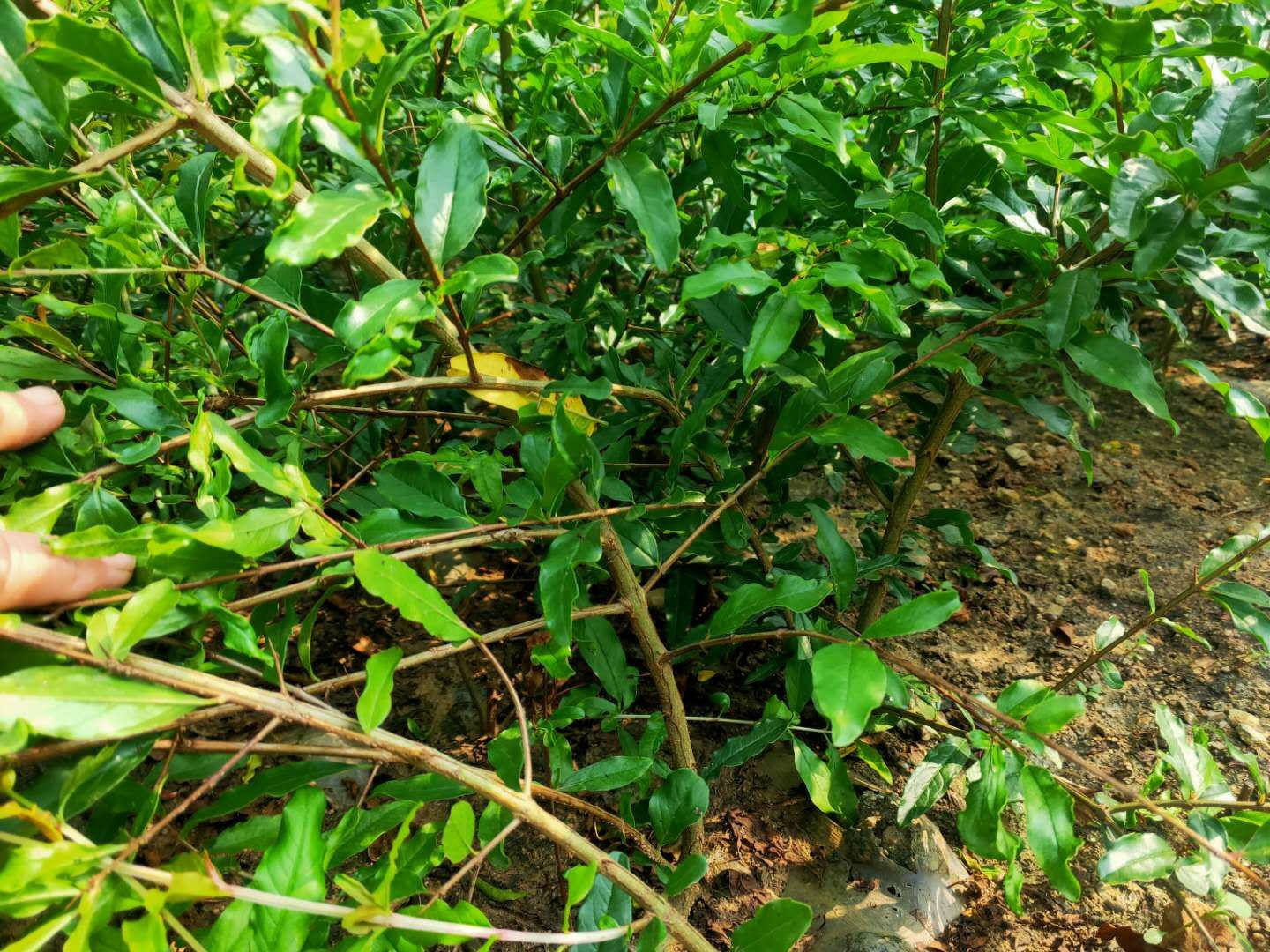 正宗金枕头榴莲树苗幼苗