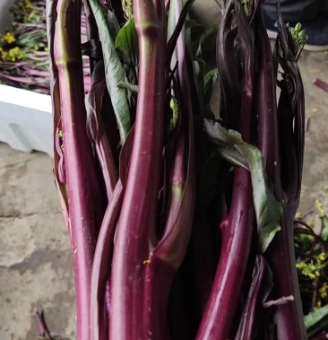 红菜苔尖叶叶少口感好