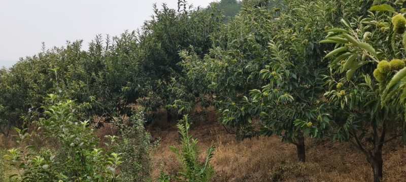 油栗林在沂蒙山区的自然生长环境