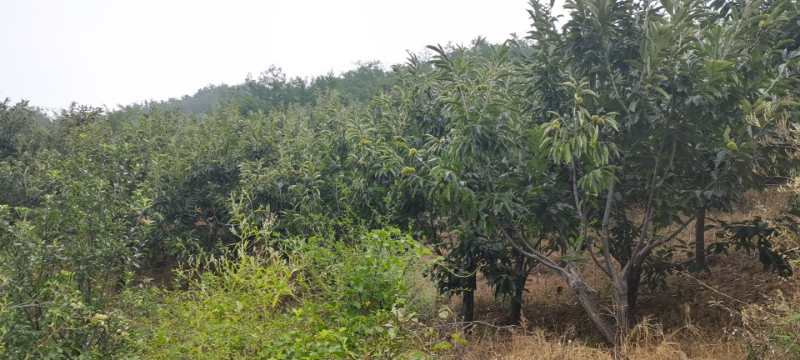 丹东丘陵地区的油栗种植园,展现栗树在自然环境中的生长状态 丹东丘陵地区的油栗种植园