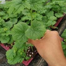 苦瓜苗基地直发，抗病强，产量高，齐顶顺直