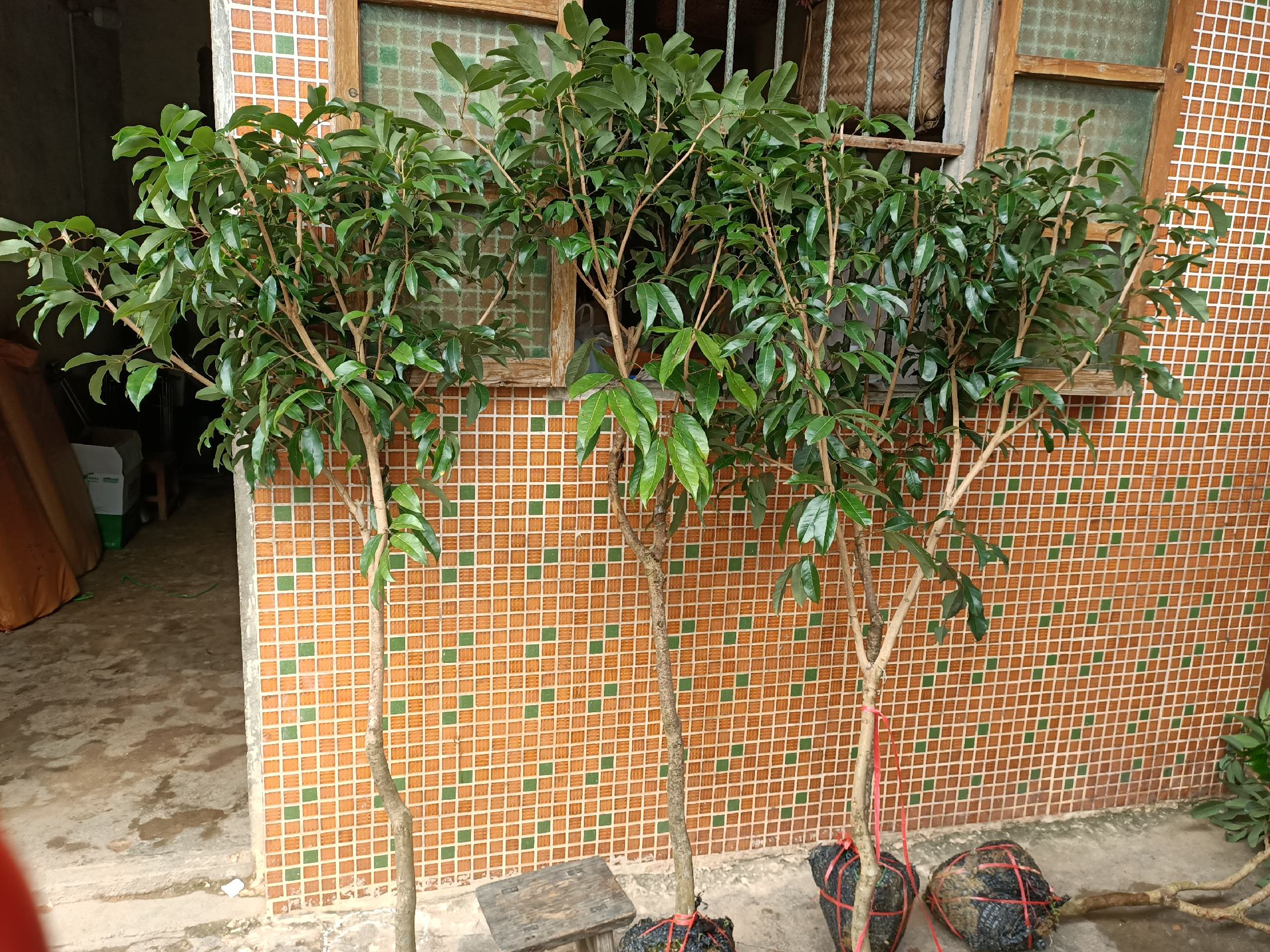 荔枝核种子催芽过程