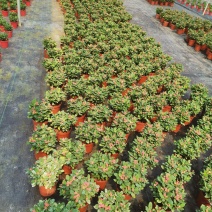 海棠花盆栽花卉观花植物室内花好养四季开花的铁海棠虎刺梅