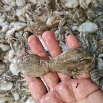 活八爪鱼上货原浆货大小规格都有坐标丹东东港海源水产