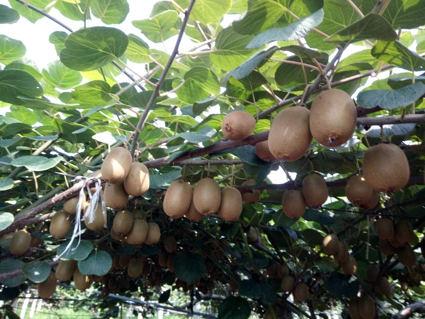 实验室技术人员正在检测猕猴桃营养成分
