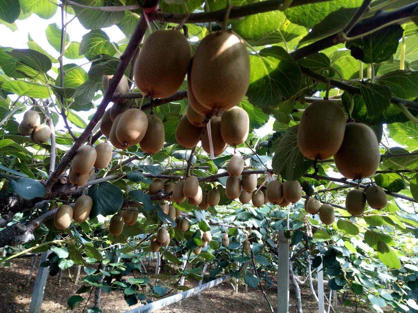 海沃德猕猴桃植株根系特写