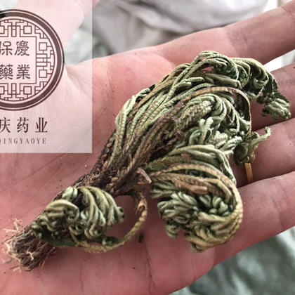 卷柏 不死草 九死还魂草 保庆药业批发卷柏卷柏 九死还魂草 一把抓