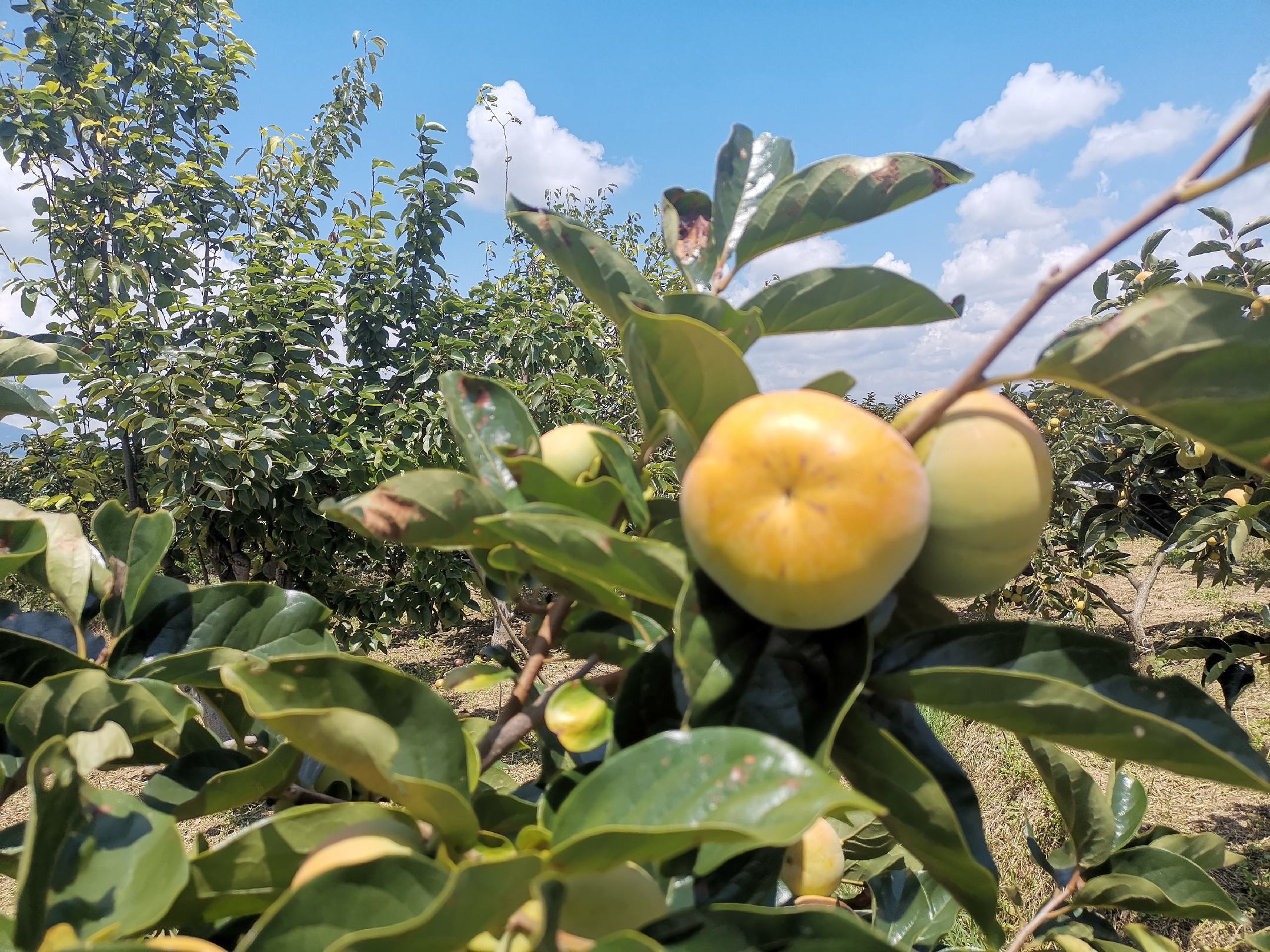 阳丰脆柿树挂满金黄果实的果园全景