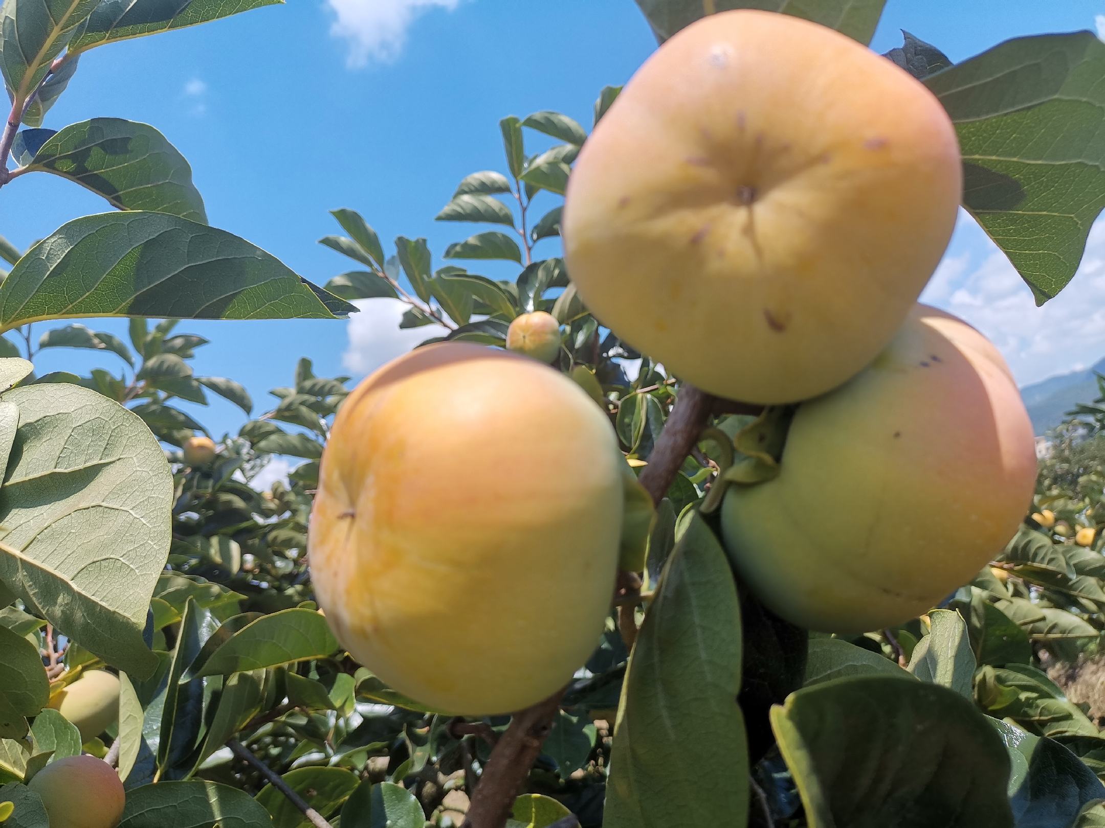 甜柿子树秋季果实特写