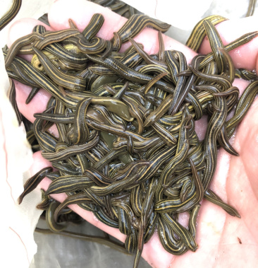 日本医蛭吸血蚂蝗水蛭