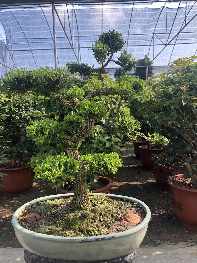 [黄杨盆景批发]7-9公分精品皱皮雀舌黄杨盆景价格438.