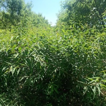 巴旦木树苗全国发货，热卖中，现要现挖，质量保证，品种纯正