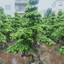 2米高的景观榕树福建漳州榕树盆景种植基地批发