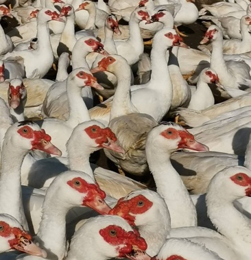 小种老番鸭,青头小公鸭