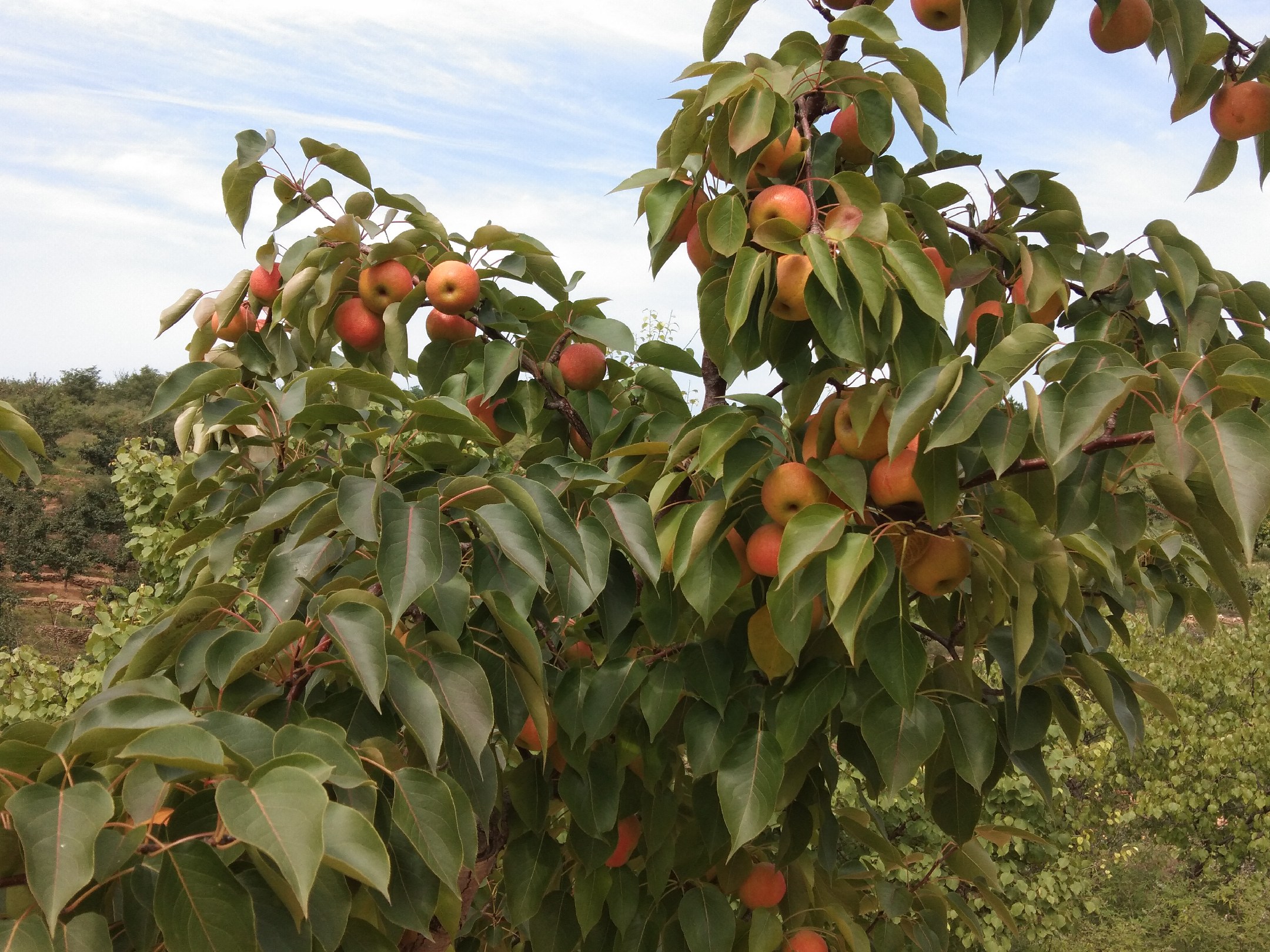 南果梨果园实景