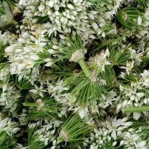 河北省故县宝华疏菜市场，韭菜花韭菜花已大量上市了