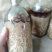优质蜜环菌原种（A9）