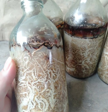 优质蜜环菌原种a9